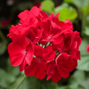 Geraniums (Caliope)